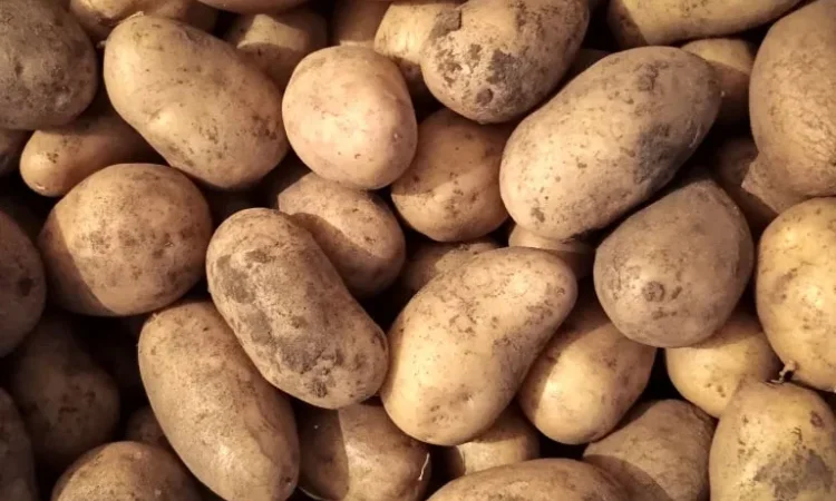 Картопля сорту Адретта для продажу - фото № 1