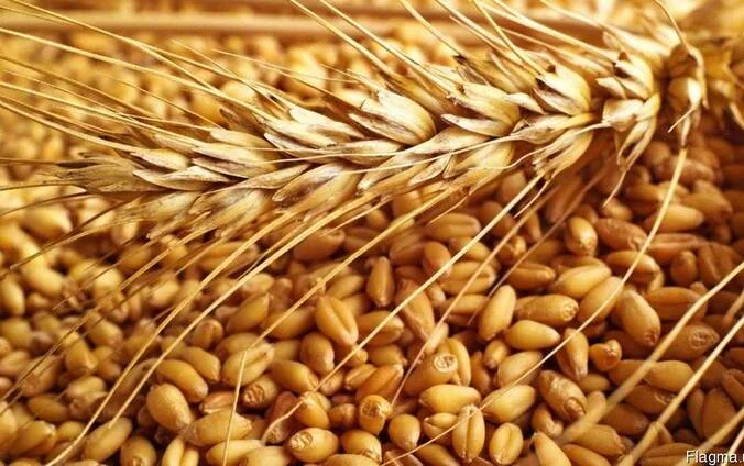 Куплю відходи та некондицію кукурудзи - фото № 1