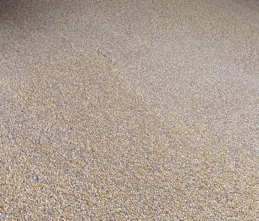 Кукурудза кормова для тварин - фото № 1