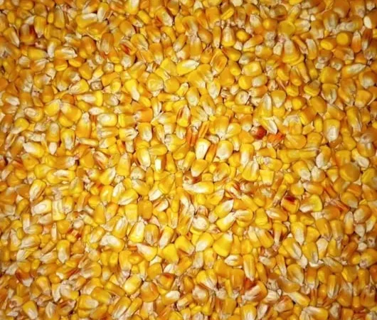 Пропонується кукурудза кормова - фото № 1