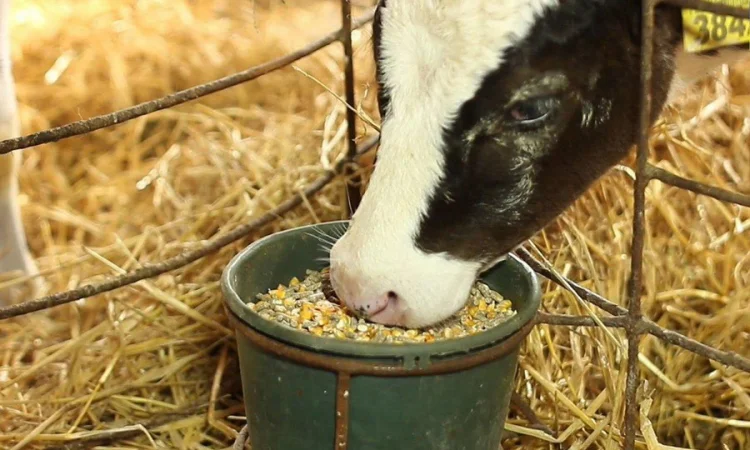 Кукурудза кормова у продажу - фото № 1