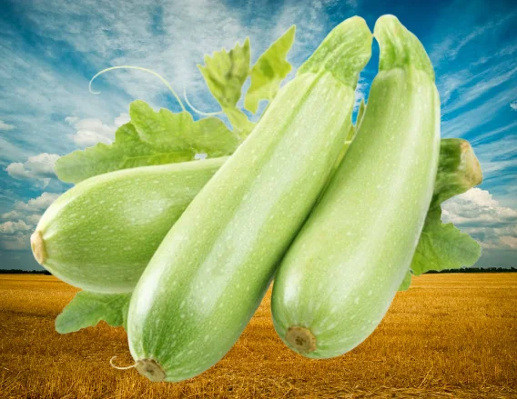 Кабачок сорту «Езра f1» на продаж - фото № 1