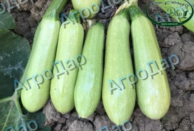 Кабачок сорту «Езра f1» на продаж - фото № 2