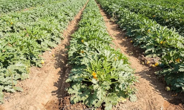 Кабачок сорту «Езра f1» на продаж - фото № 3