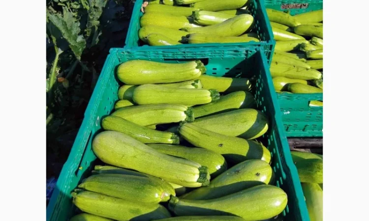 Кабачок на продаж - фото № 1