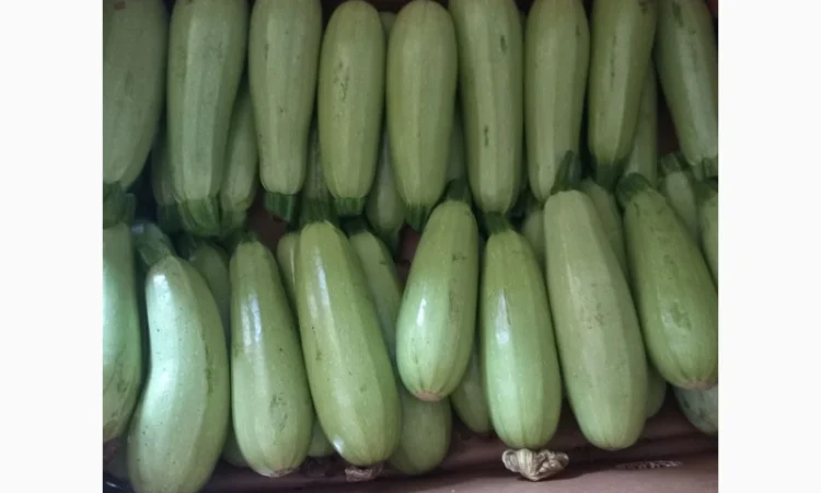 Кабачок на продаж в Києві - фото № 1