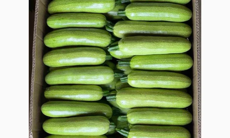 Кабачок Закарпаття обєми на продаж - фото № 1