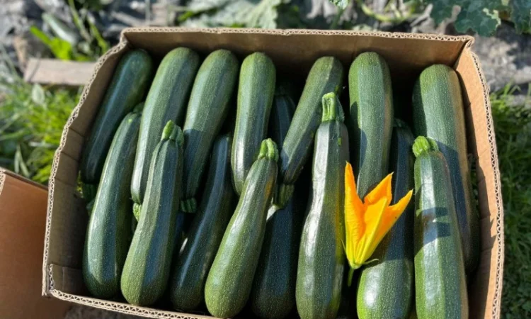 Кабачок Закарпаття обєми на продаж - фото № 2