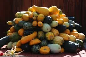 Куплю кабачок спілий на переробку - фото № 1