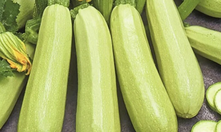 Куплю кабачок на продаж - фото № 1