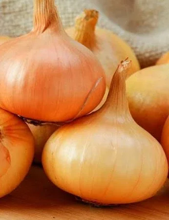 Закупівля цибулі Штутгарт на перо оптом - фото № 1