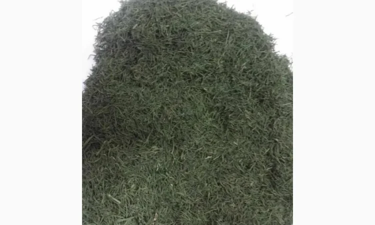 Кріп сушений оптом - фото № 1