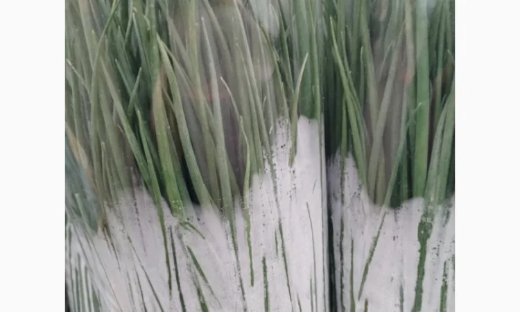 Продажа зелени: укроп, петрушка, лук зелёный - фото № 1