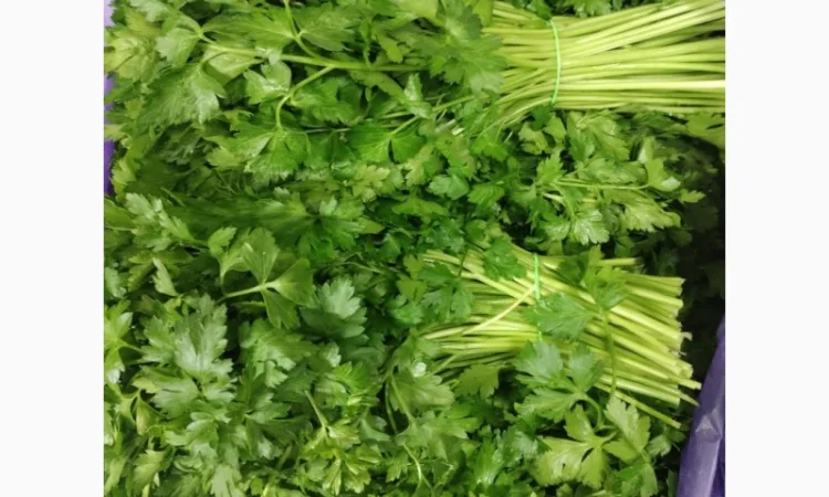 Продажа зелени: укроп, петрушка, лук зелёный - фото № 3