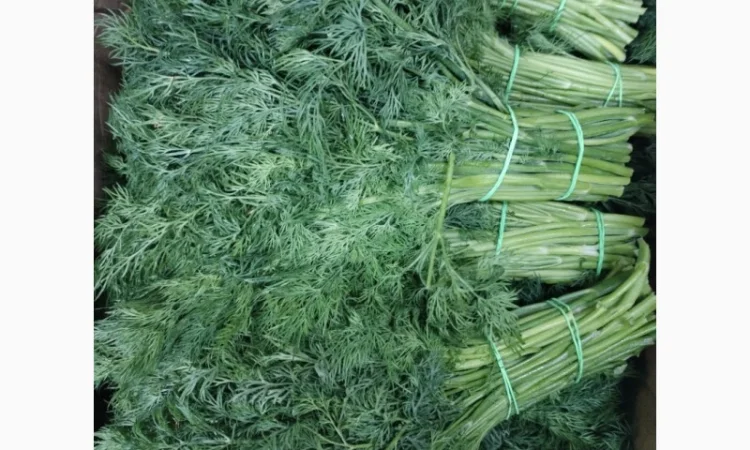 Продажа зелени: укроп, петрушка, лук зелёный - фото № 4