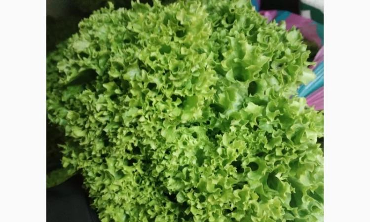 Продажа зелени: укроп, петрушка, лук зелёный - фото № 5