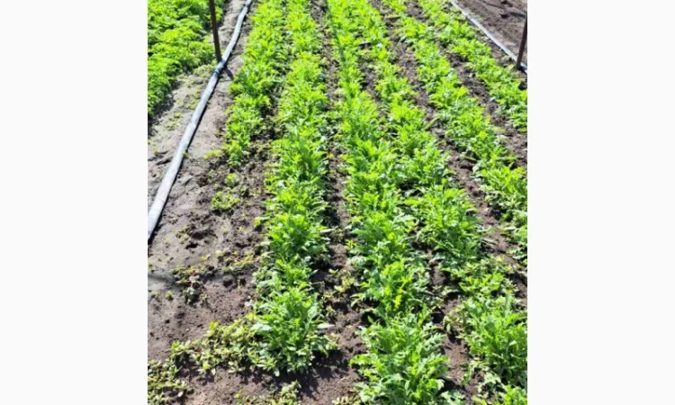 Продаж зеленого цибулі з доставкою - фото № 1