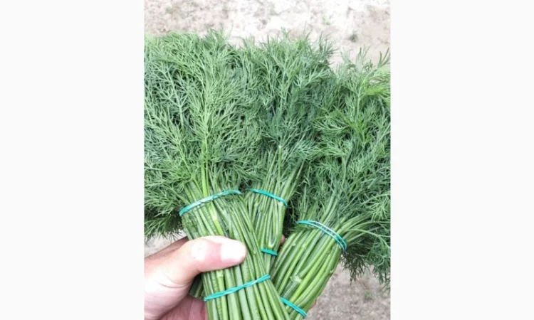 Продаж зеленого цибулі з доставкою - фото № 2