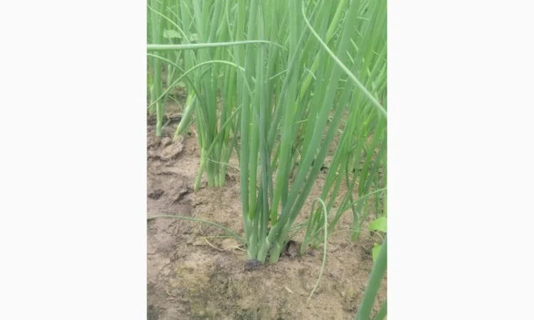 Продаж зеленого цибулі з доставкою - фото № 3