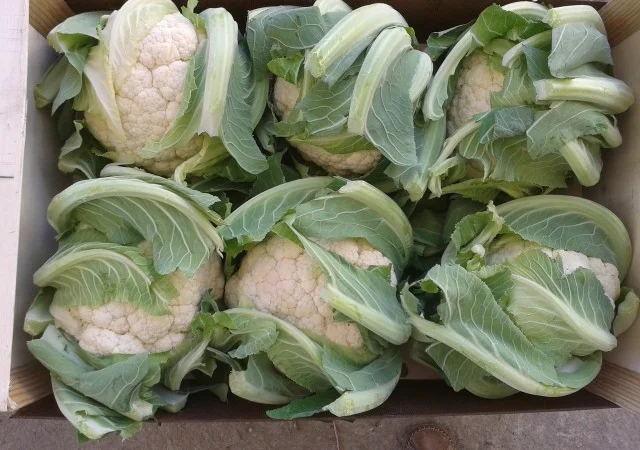 Салати з Іспанії на продаж - фото № 1