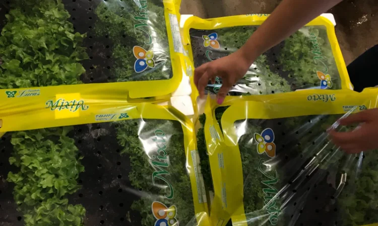 Салати з Іспанії на продаж - фото № 3