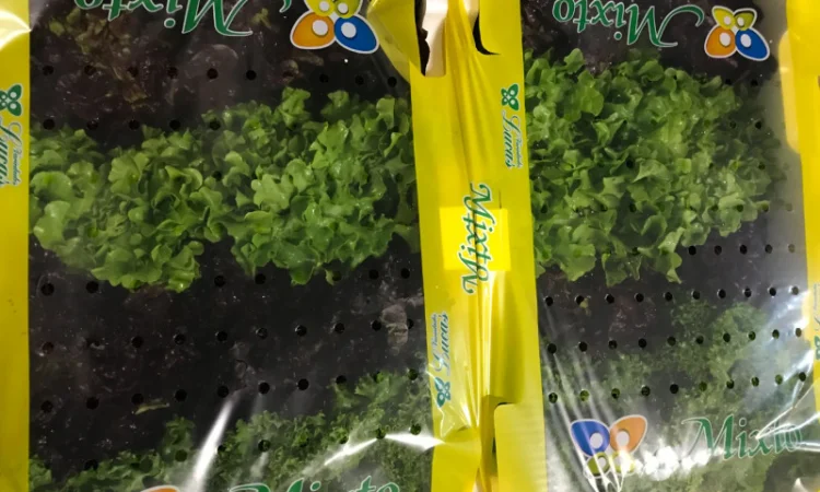 Салати з Іспанії на продаж - фото № 4