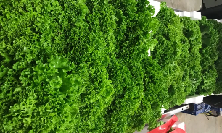 Салати з Іспанії на продаж - фото № 5