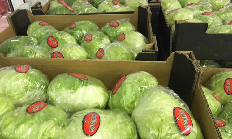 Салати з Іспанії на продаж - фото № 9