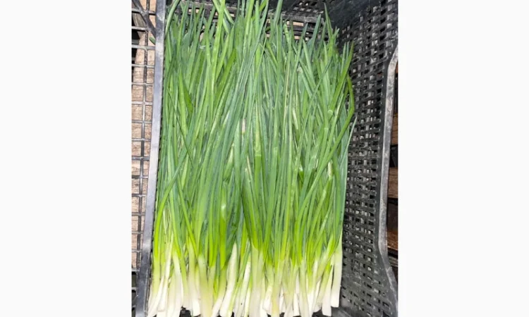 Продаж зеленої цибулі - фото № 1