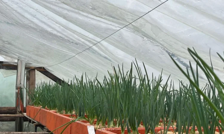 Продаж зеленої цибулі - фото № 3