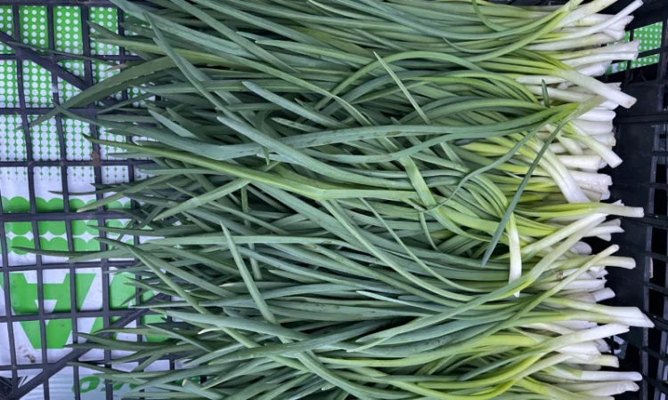 Продаж зеленої цибулі - фото № 4