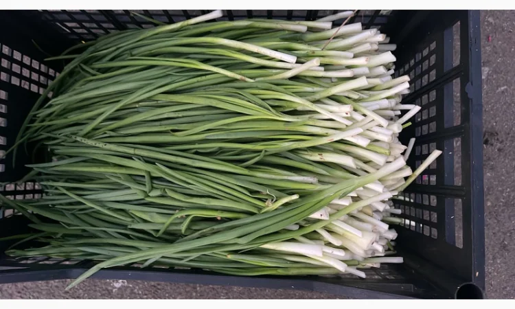 Продаж зеленої цибулі - фото № 5