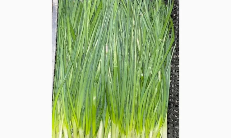 Продаж зеленої цибулі - фото № 6