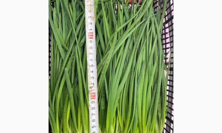 Продаж зеленої цибулі - фото № 7