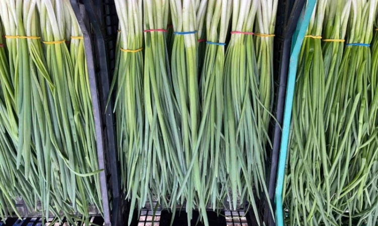 Продаж зеленої цибулі - фото № 8