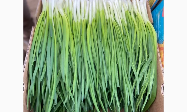 Продаж зеленої цибулі перо оптом - фото № 2