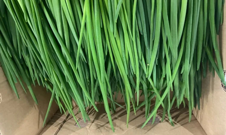 Продаж зеленої цибулі перо оптом - фото № 3