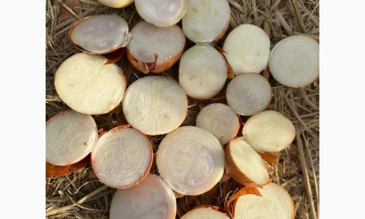 Цибуля на перо оптом - фото № 1