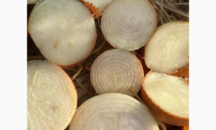 Цибуля на перо оптом - фото № 2