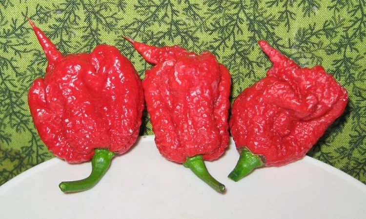 Продаж гострого перцю Karolina reaper - фото № 1