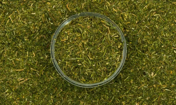 Укроп 500 г для кулінарії - фото № 1