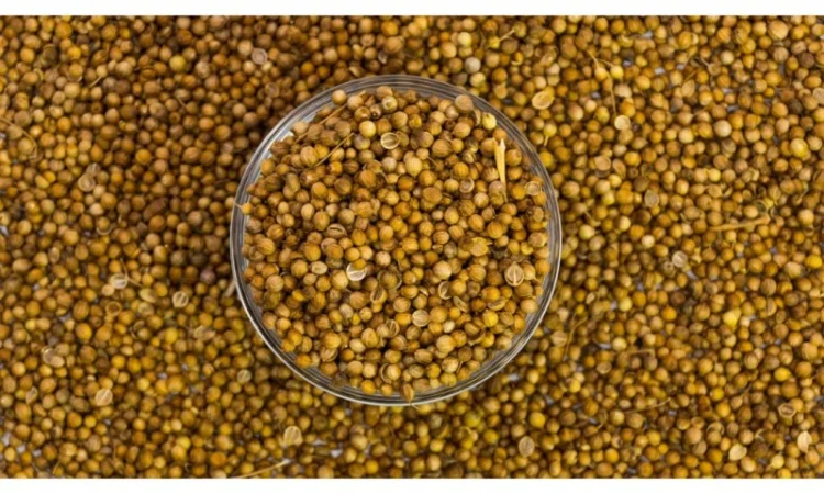 Кориандр 1 кг для кулінарії - фото № 1