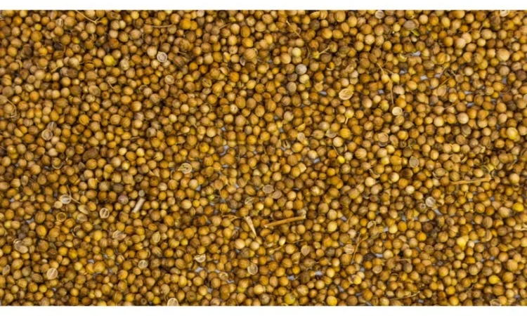 Кориандр 1 кг для кулінарії - фото № 2