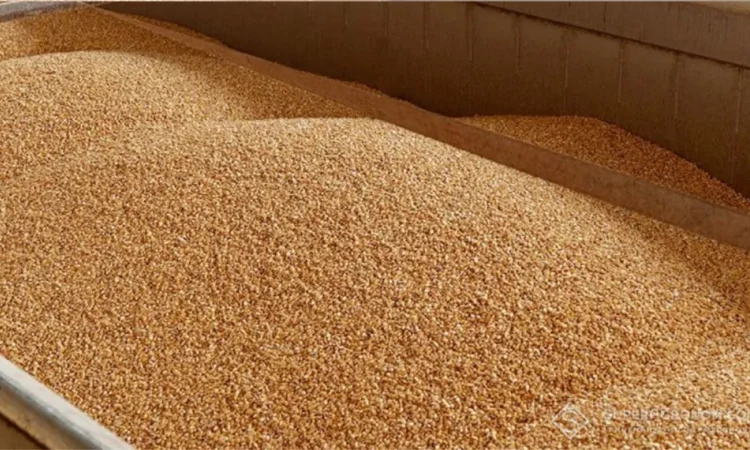 Продам Овес кормовой з доставкою - фото № 1