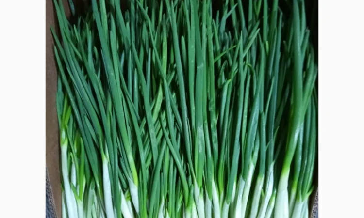 Пропозиція: зелень на продажу - фото № 2