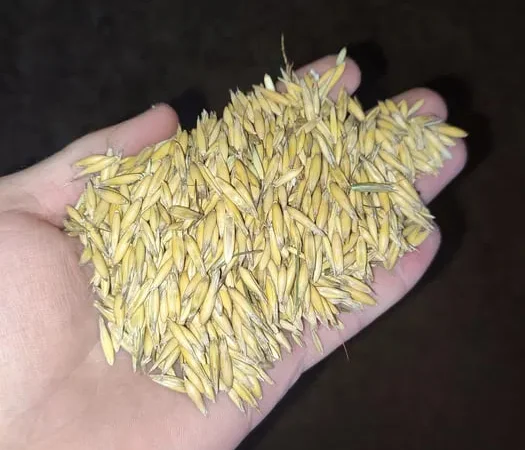 Продам овес кормовой  2025 року - фото № 1