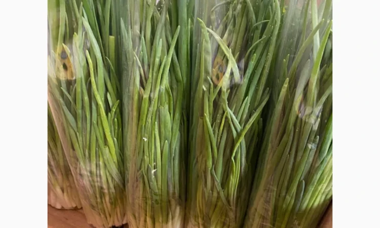 Продаж зеленої цибулі перо - фото № 2