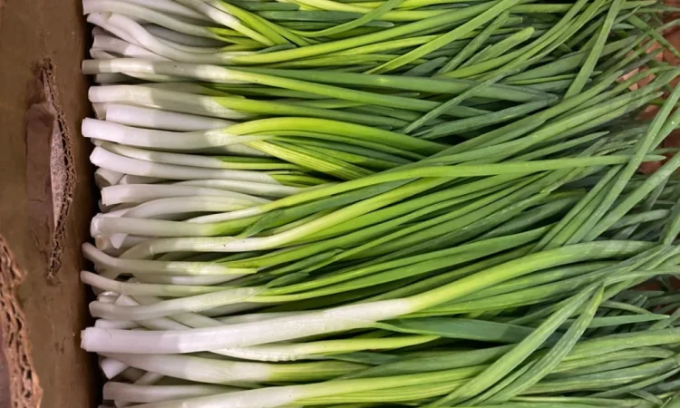 Продаж зеленої цибулі перо - фото № 3
