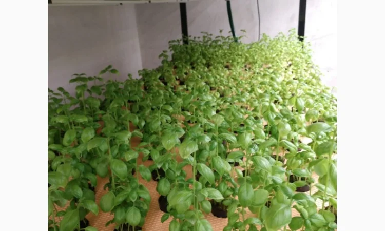 Базилік свіжий цілий рік - фото № 1