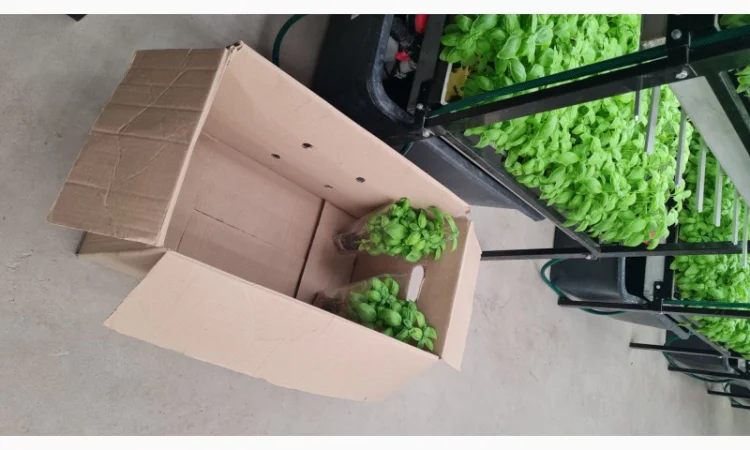 Базилік свіжий цілий рік - фото № 10